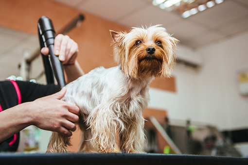 9 Best Pet Groomers in Idaho!
